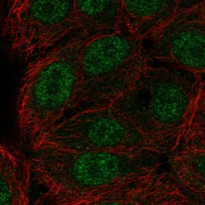 Anti-ERF, IgG, Rabbit, Polyclonal
