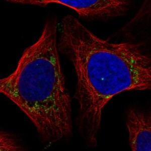 Anti-COX7A2L, IgG, Rabbit, Polyclonal