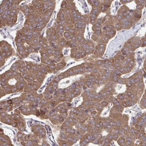 Anti-ITPR2, IgG, Rabbit, Polyclonal