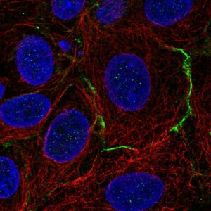 Anti-CELSR1, IgG, Rabbit, Polyclonal