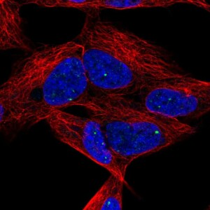 Anti-DLX6, IgG, Rabbit, Polyclonal
