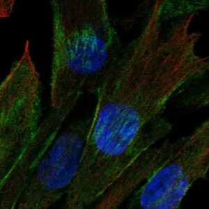 Anti-CDC42EP3, IgG, Rabbit, Polyclonal