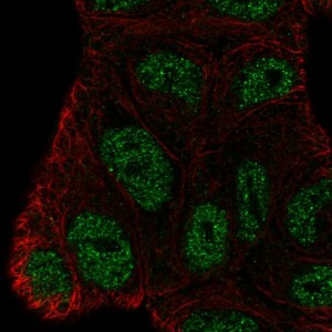 Anti-BEND3, IgG, Rabbit, Polyclonal