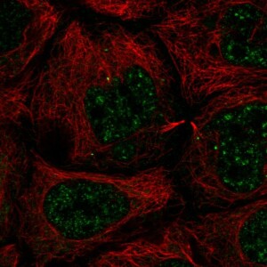 Anti-SLC35A4, IgG, Rabbit, Polyclonal