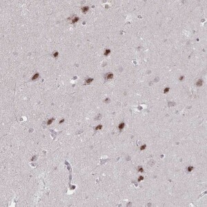 Anti-DAGLA, IgG, Rabbit, Polyclonal