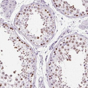 Anti-SP7, IgG, Rabbit, Polyclonal