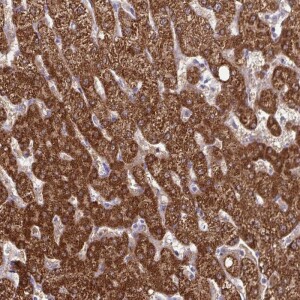 Anti-CDKN2B, IgG, Rabbit, Polyclonal