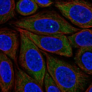 Anti-PRRC2B, IgG, Rabbit, Polyclonal