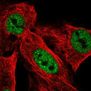 Anti-USP42, IgG, Rabbit, Polyclonal