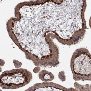 Anti-WNT6, IgG, Rabbit, Polyclonal