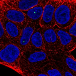 Anti-TIGD2, IgG, Rabbit, Polyclonal