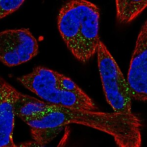 Anti-SMIM17, IgG, Rabbit, Polyclonal