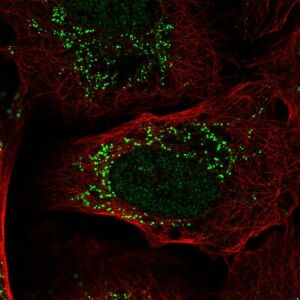 Anti-PIK3R3, IgG, Rabbit, Polyclonal