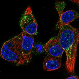 Anti-KISS1R, IgG, Rabbit, Polyclonal