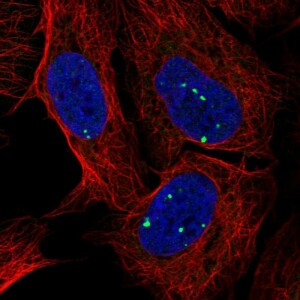 Anti-INTS7, IgG, Rabbit, Polyclonal