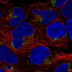 Anti-ASTN1, IgG, Rabbit, Polyclonal