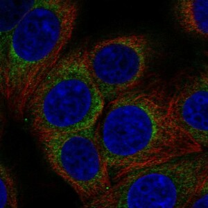 Anti-AP3D1, IgG, Rabbit, Polyclonal