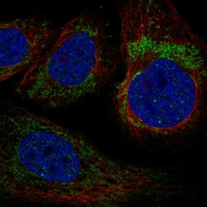Anti-YARS2, IgG, Rabbit, Polyclonal