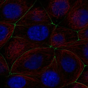 Anti-PGLYRP2, IgG, Rabbit, Polyclonal