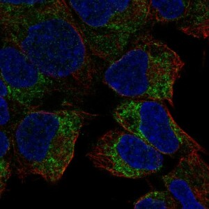 Anti-PREX2, IgG, Rabbit, Polyclonal