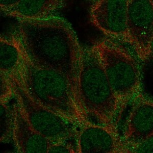 Anti-GABRA5, IgG, Rabbit, Polyclonal