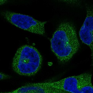 Anti-ERFE, IgG, Rabbit, Polyclonal
