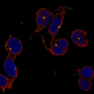 Anti-TRIM34, IgG, Rabbit, Polyclonal