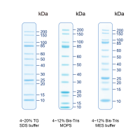 UNveil Unstained Protein Ladder, Broad Range (12 unstained bands, 10-200 kDa)