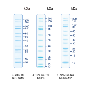 UNveil Unstained Protein Ladder, Broad Range (12 unstained bands, 10-200 kDa)