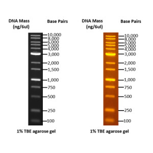 OmniMARK (OneMARK B Plus) 1K DNA Ladder RTU
BH (13 bands, 100-10,000bps, fluorescent dye)