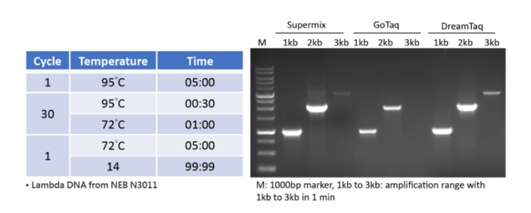2X PCR SuperMix (60 sec/kb; ≤6kb), 1 kit