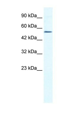 ZNF286 Антитела