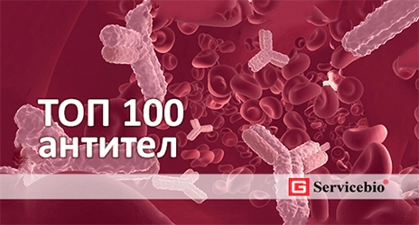 There are never too many antibodies!